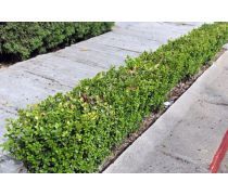 道路植物設(shè)計(jì)熱賣(mài)促銷(xiāo)